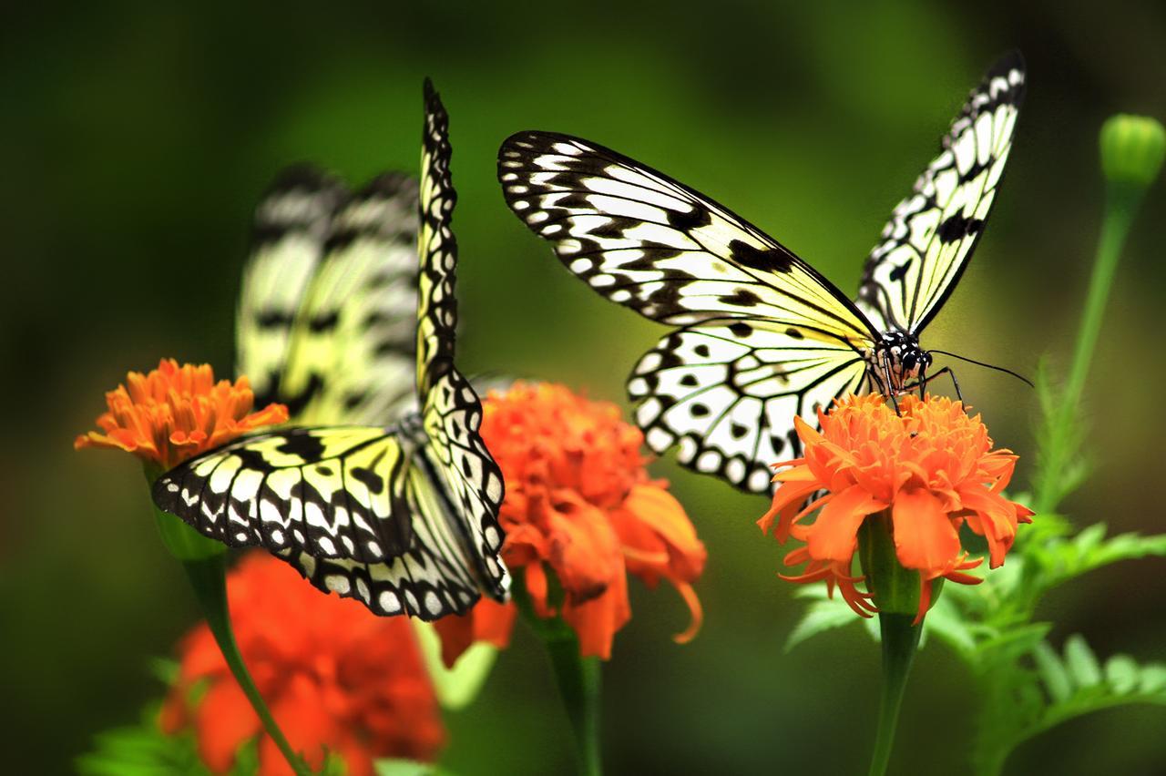 Eden Nature Park And Resort Davao City Εξωτερικό φωτογραφία