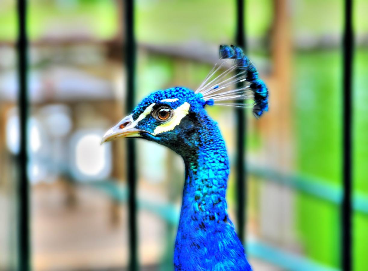 Eden Nature Park And Resort Davao City Εξωτερικό φωτογραφία